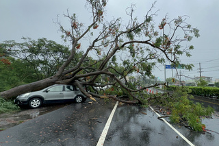 台南間歇雨勢  新市台1線鳳凰木傾倒壓2車
