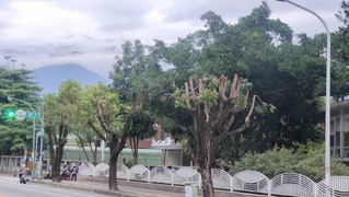 花蓮行道樹屢遭「剃光頭」 議員籲制訂修剪規範