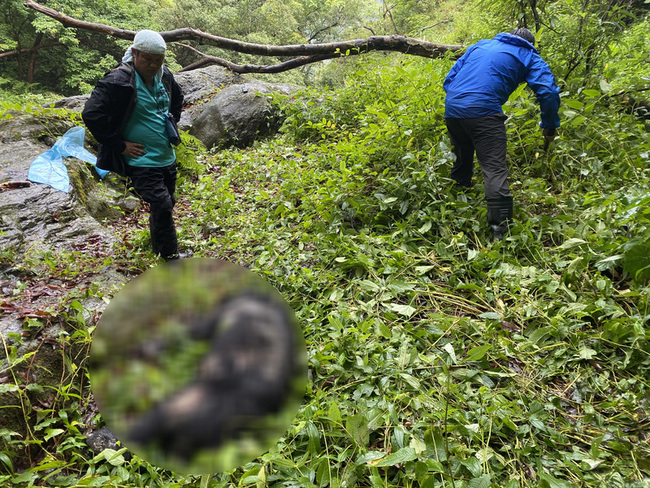 台灣黑熊遭槍擊死亡  玉管處：無法排除盜獵可能 | 華視新聞