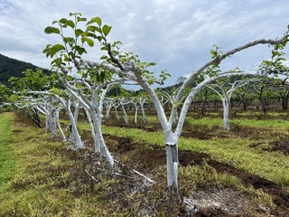 夏天剪枝果樹也怕曬 釋迦樹噴白膠防曬傷一片雪白