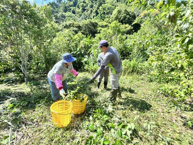 原生經濟樹種造林 土肉桂夾心酥讓綠色經濟飄香 | 華視新聞