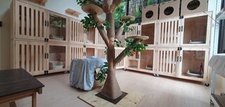 國際抱貓日 新北猴硐貓公所認養喵送好康