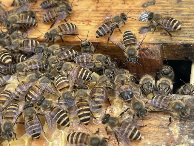 台灣野蜂能在中高海拔區生存 助部落生產森林蜜 | 華視新聞