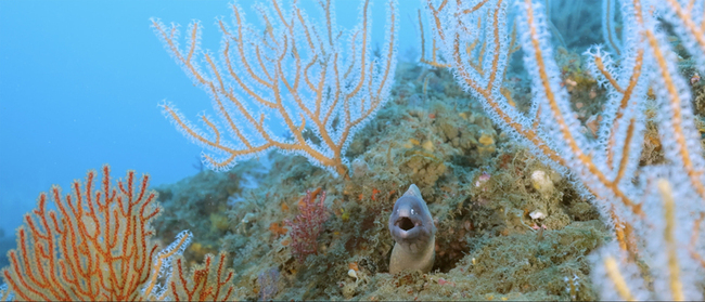 環團「尋找蔚藍」短片 紀錄台灣海洋生態之美 | 華視新聞