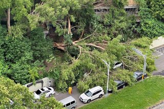 舊嘉義菸葉廠菩提大樹傾倒  多輛車損無人傷