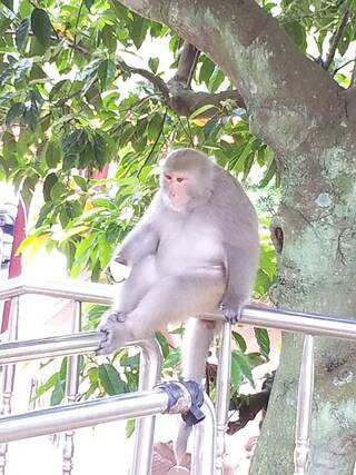 台灣獼猴出沒北埔新埔 竹縣初判離群孤猴籲勿靠近