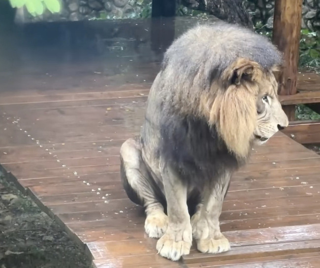 非洲獅淋雨罰站 壽山動物園解釋「牠想涼一下」 | 華視新聞