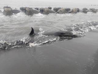屏東塭豐海堤沙灘鯨豚擱淺 將送往成大檢傷