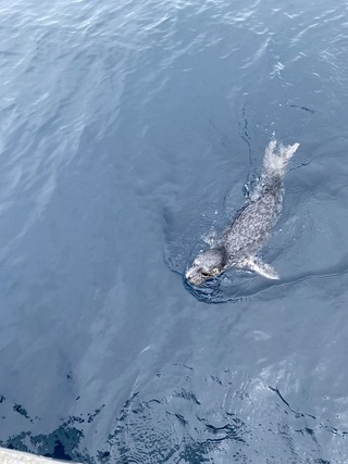 基隆外海出現野生海豹  海科館：實屬罕見