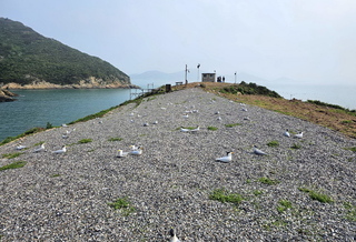 黑嘴端鳳頭燕鷗現蹤 直播神話之鳥馬祖繁殖