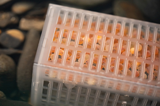 從老建物起步 櫻花鉤吻鮭復育走過風災艱辛路