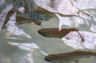 雪管處規劃深度體驗 與櫻花鉤吻鮭同游戲水