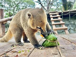高雄壽山動物園迎端午 創意粽讓動物應景過節