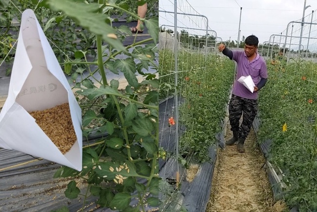農藥所攜手植物診療師搶救番茄有成 產量並增3成 | 華視新聞