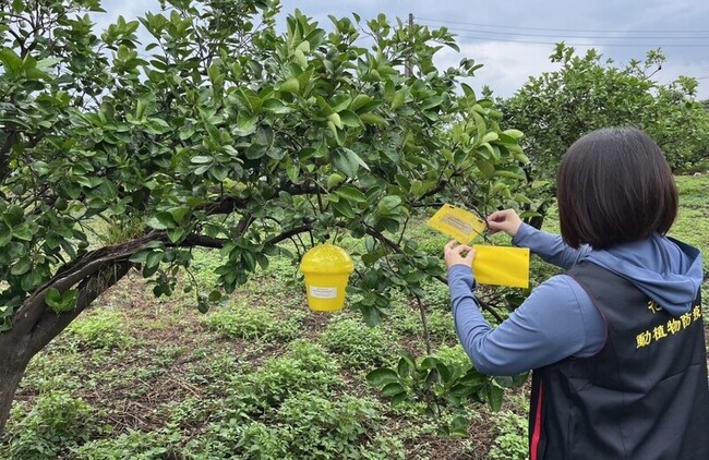花蓮文旦柚病蟲害增加  籲農友注意防治 | 華視新聞