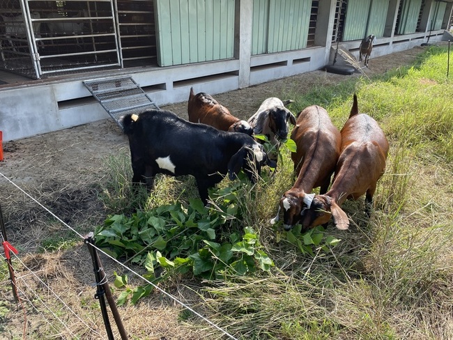 本土桑樹葉片營養高羊鹿愛 可替代進口苜蓿 | 華視新聞