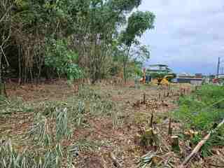 保育諸羅樹蛙減少碳排 林業署推廣竹林更新技術