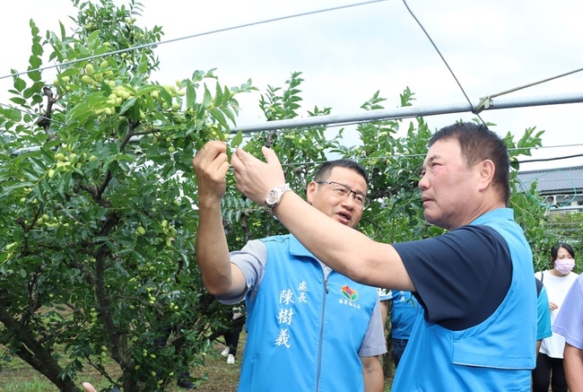 苗縣紅棗遇雨農損逾25%  每公頃可望獲8萬元救助 | 華視新聞