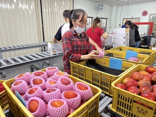 台南芒果外銷新加坡 今年首櫃逾700箱共4公噸