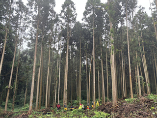 8旬翁溪頭健行如廁後失蹤1天 尋獲已身亡