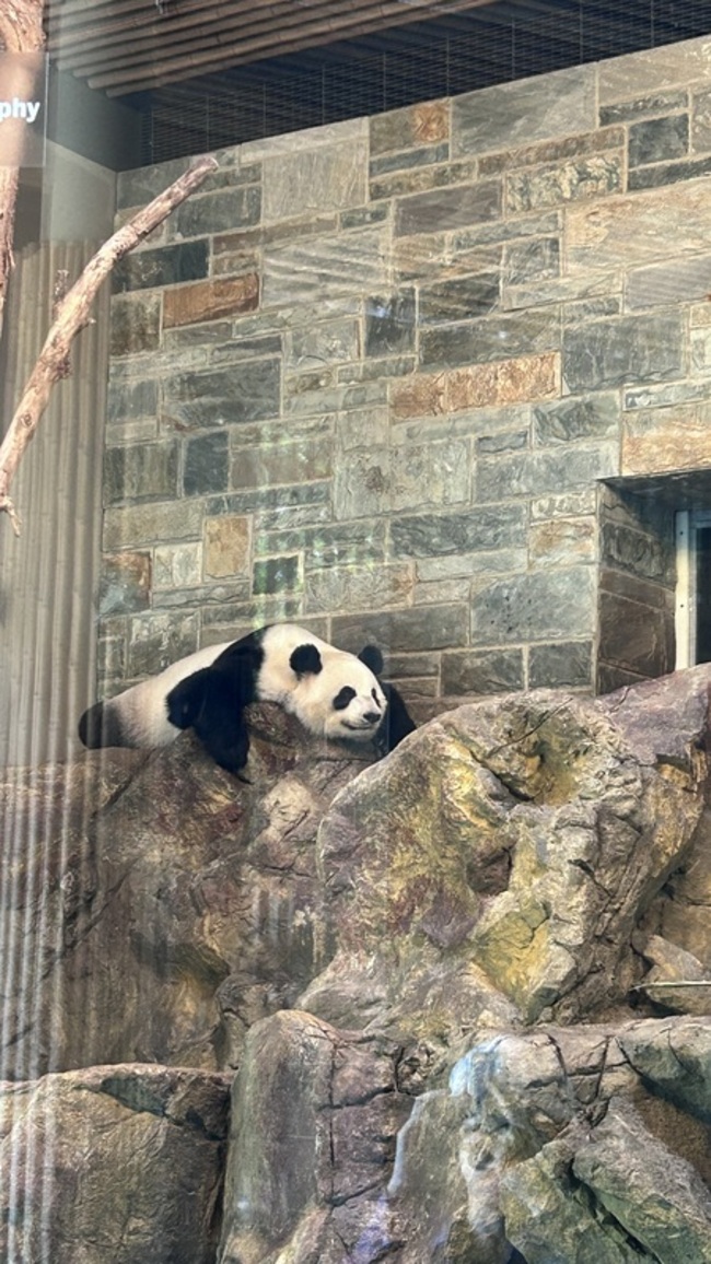 李強宣布提供澳洲2隻新熊貓 旺旺、福妮將返中國 | 華視新聞