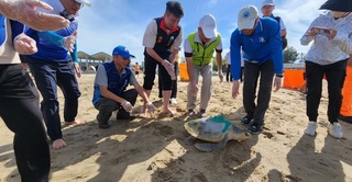 世界海龜日 澎湖野放13隻返大海