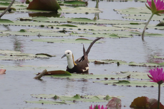 水雉現蹤台南白河蓮田 凌波仙子身影引注目
