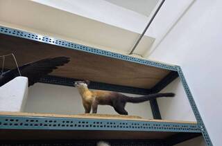 太平山黃喉貂遭路殺  標本飄泊多年可望「回家」