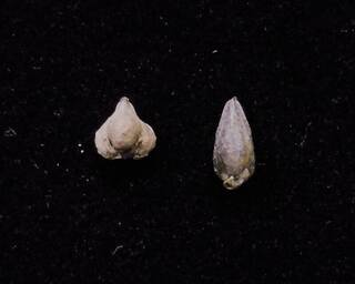 苦蕎新品種「台中7號」育成  易脫殼好加工