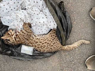 筏子溪旁石虎又遭路殺 中市府籲夜行熱區減速慢行