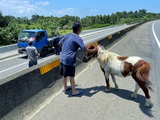 迷你馬跑上西濱快速道路 飼主已載回幸未釀禍