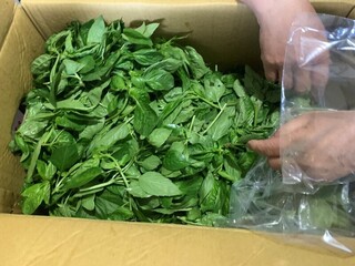 北市抽驗蔬果殘留農藥 超標多為九層塔、韭菜花