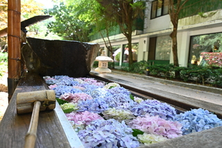武陵農場繡球花盛開 花手水體驗日式淨手禮儀