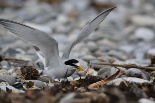 花蓮立霧溪口小燕鷗繁殖棲地 籲勿將車開入輾壓