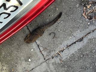 部桃清晨設備出狀況  台電：松鼠遭電擊致瞬間降壓