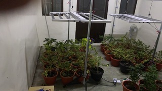 南投男隱身民宅自學種大麻 警查獲207活株價逾千萬