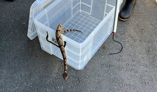 罕見百步蛇闖民宅 疾管署趕到台東帶回製血清