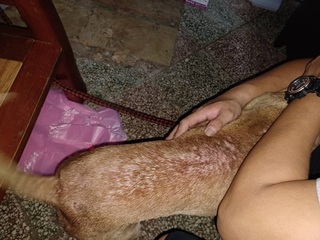 寵物貓犬易搔癢脫毛  新北動保：可能食物過敏