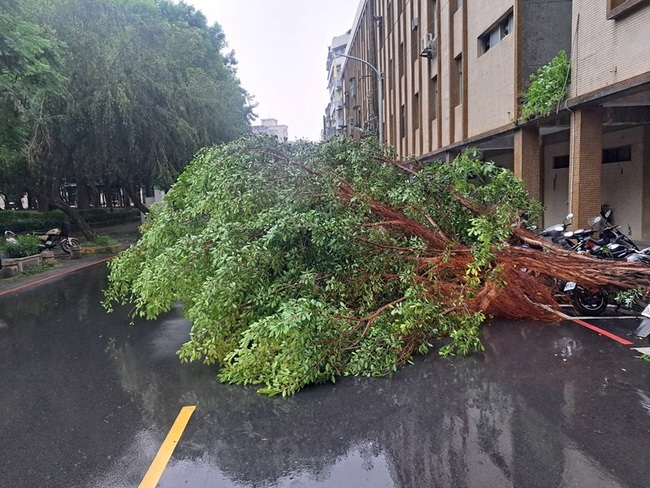 新北午後風雨交加  土城等地多起路樹傾倒無人傷 | 華視新聞