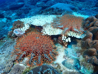 東沙環礁棘冠海星大爆發 專家籲盡早清除