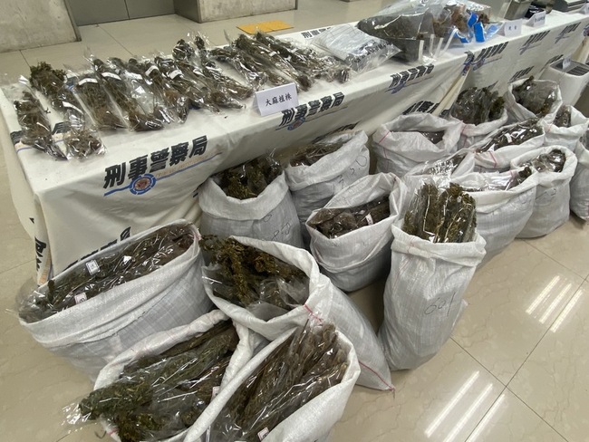 黑幫蓋溫室竊電種大麻  剛採收刑事局破獲逮4嫌 | 華視新聞