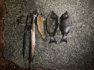 新北瑞芳保育區違規採捕 海巡取締蒐證函送2人