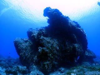 綠島潛水景點大香菇增新風貌  川普頭型成話題