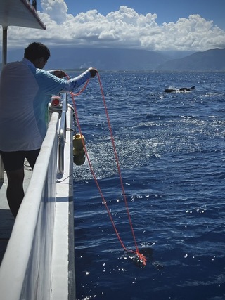 罕見瓜頭鯨群現身花蓮外海  研究團隊記錄影音
