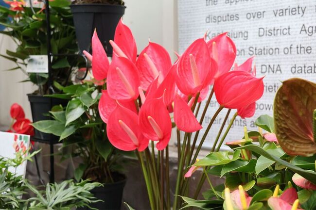 科博館火鶴花展打造生日趴  歡慶植物園25週年 | 華視新聞