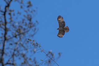 全台僅千隻  玉管處發表國內首部熊鷹生活紀錄片
