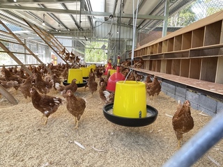 花蓮紅葉福利蛋長輩養雞理念  獲企業響應簽MOU