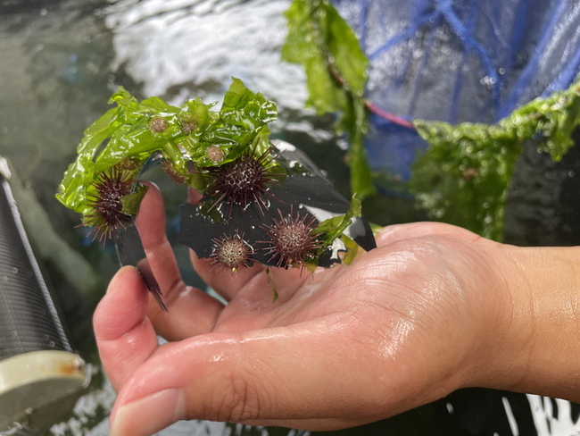 新北放流紫海膽營造珊瑚棲地 生物多樣性復育 | 華視新聞