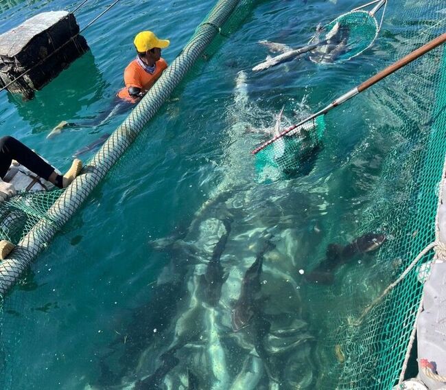 澎湖箱網養殖魚大量暴斃  水試所採樣調查 | 華視新聞