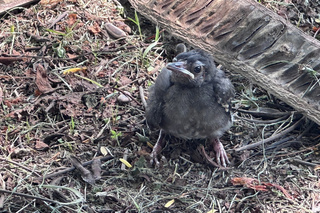 布農族聖鳥幼雛學飛遇雨落難 親鳥守候一夜天亮團圓